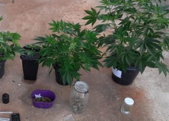 POLÍCIA CIVIL APREENDE ESTUFA COM PÉS DE MACONHA E DROGAS SINTÉTICAS EM CERQUEIRA CÉSAR