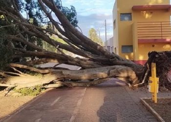 VENTO FORTE DERRUBA ÁRVORES NO BALNEÁRIO COSTA AZUL EM AVARÉ