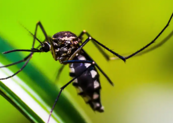 AVARÉ REGISTRA 154 CASOS CONFIRMADOS DE DENGUE