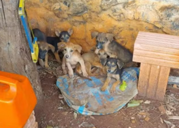 FILHOTES DE CACHORRO SÃO RESGATADOS APÓS SEREM ABANDONADOS DENTRO DE BURACO EM ITAÍ