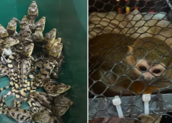 FILHOTES DE MACACO E JACARÉ SÃO ENCONTRADOS DENTRO DE POTES DE SORVETE EM PORTA-MALAS DE CARRO EM AVARÉ