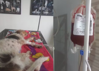 CACHORRA VÍTIMA DE MAUS-TRATOS PASSA POR TRANSFUSÃO DE SANGUE APÓS SER RESGATADA EM CERQUEIRA CÉSAR