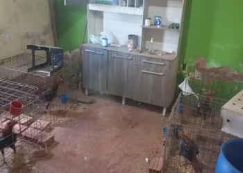 POLÍCIA RESGATA 52 GALOS USADOS EM RINHA E APLICA MAIS DE R$ 1 MILHÃO EM MULTAS EM AVARÉ