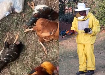 ENXAME DE ABELHAS ATACA ANIMAIS E ASSUSTA MORADORES NA VIVENDA DO SOLEMAR EM AVARÉ