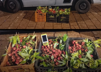 DUPLA É PRESA ACUSADA DE FURTAR LICHIA DE FAZENDA
