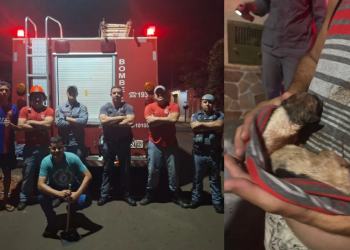 BOMBEIROS RESGATAM FILHOTES PRESOS EM TUBULAÇÃO DE BUEIRO EM BERNARDINO DE CAMPOS; VEJA VÍDEO