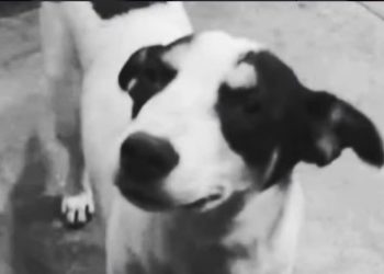 POLÍCIA CIVIL IDENTIFICA HOMEM QUE ATROPELOU E ARRASTOU CÃO BRANQUINHO EM ITATINGA