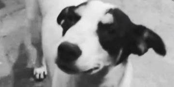 POLÍCIA CIVIL IDENTIFICA HOMEM QUE ATROPELOU E ARRASTOU CÃO BRANQUINHO EM ITATINGA