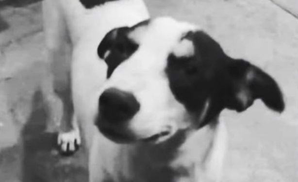 POLÍCIA CIVIL IDENTIFICA HOMEM QUE ATROPELOU E ARRASTOU CÃO BRANQUINHO EM ITATINGA