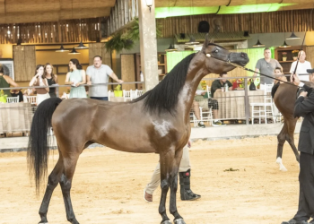 AVARÉ ABRE TEMPORADA NACIONAL DO CAVALO ÁRABE COM EXPOSIÇÃO DURANTE A EXPONEL