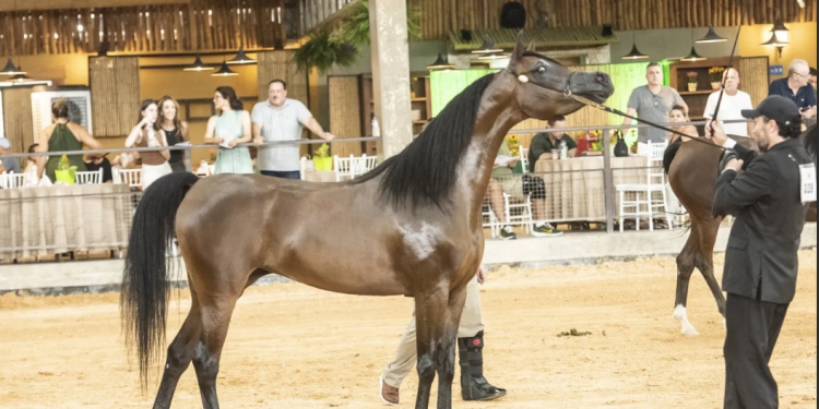 AVARÉ ABRE TEMPORADA NACIONAL DO CAVALO ÁRABE COM EXPOSIÇÃO DURANTE A EXPONEL