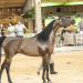 AVARÉ ABRE TEMPORADA NACIONAL DO CAVALO ÁRABE COM EXPOSIÇÃO DURANTE A EXPONEL