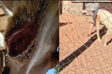 CÃES SÃO RESGATADOS EM CONDIÇÕES DEGRADANTES NA ZONA RURAL DE AVARÉ; PROPRIETÁRIO É CONDUZIDO À DELEGACIA