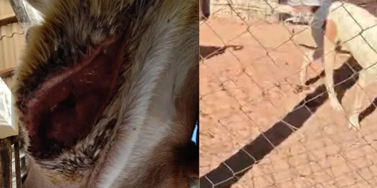 CÃES SÃO RESGATADOS EM CONDIÇÕES DEGRADANTES NA ZONA RURAL DE AVARÉ; PROPRIETÁRIO É CONDUZIDO À DELEGACIA