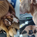 ONG RESGATA 9 CÃES EM SITUAÇÃO DE MAUS-TRATOS NO BAIRRO ALTO, EM AVARÉ