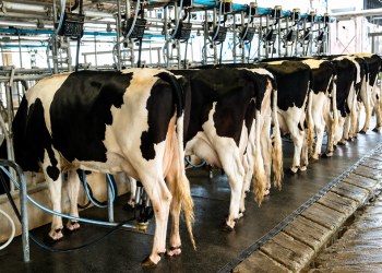 EVENTO REÚNE PRODUTORES RURAIS PARA DISCUTIR SAÚDE DO REBANHO E PRODUÇÃO LEITEIRA EM ARANDU