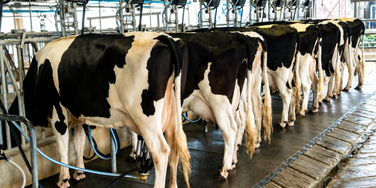 EVENTO REÚNE PRODUTORES RURAIS PARA DISCUTIR SAÚDE DO REBANHO E PRODUÇÃO LEITEIRA EM ARANDU