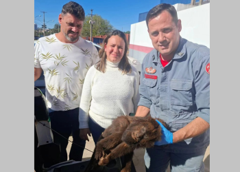 UNIÃO DE ESFORÇOS PARA SALVAR MACACO FERIDO EMOCIONA E RECEBE RECONHECIMENTO DE BOMBEIRO DE AVARÉ