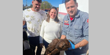 UNIÃO DE ESFORÇOS PARA SALVAR MACACO FERIDO EMOCIONA E RECEBE RECONHECIMENTO DE BOMBEIRO DE AVARÉ