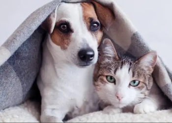 AVARÉ LANÇA “CAMPANHA DO AGASALHO PET” PARA PROTEGER ANIMAIS NO INVERNO