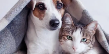 AVARÉ LANÇA “CAMPANHA DO AGASALHO PET” PARA PROTEGER ANIMAIS NO INVERNO