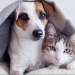 AVARÉ LANÇA “CAMPANHA DO AGASALHO PET” PARA PROTEGER ANIMAIS NO INVERNO