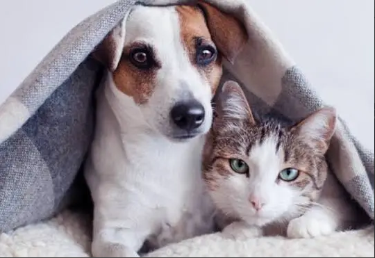 AVARÉ LANÇA “CAMPANHA DO AGASALHO PET” PARA PROTEGER ANIMAIS NO INVERNO