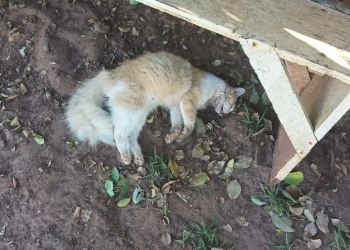 CARTA ABERTA PEDE UNIÃO DE MORADORES APÓS RELATOS DE SUPOSTO ENVENENAMENTO DE GATOS NO BALNEÁRIO COSTA AZUL EM AVARÉ