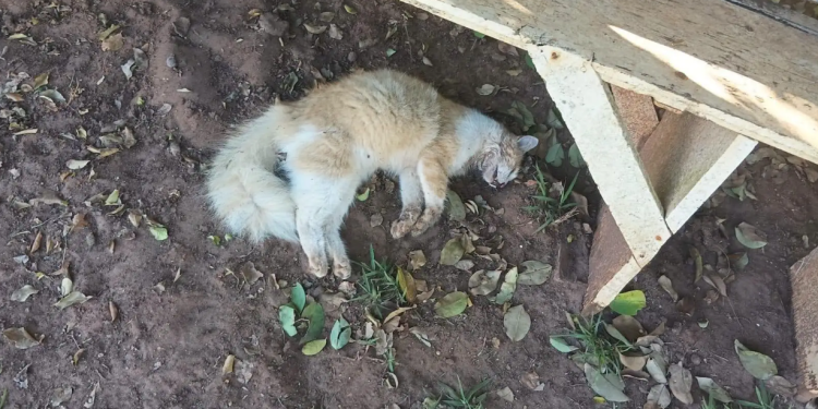 CARTA ABERTA PEDE UNIÃO DE MORADORES APÓS RELATOS DE SUPOSTO ENVENENAMENTO DE GATOS NO BALNEÁRIO COSTA AZUL EM AVARÉ