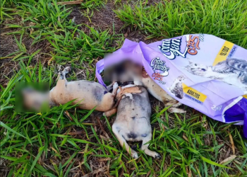 TRÊS FILHOTES MORTOS SÃO ENCONTRADOS DENTRO DE SACO E REVOLTAM PROTETORES DA CAUSA ANIMAL