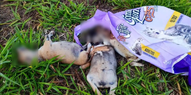 TRÊS FILHOTES MORTOS SÃO ENCONTRADOS DENTRO DE SACO E REVOLTAM PROTETORES DA CAUSA ANIMAL