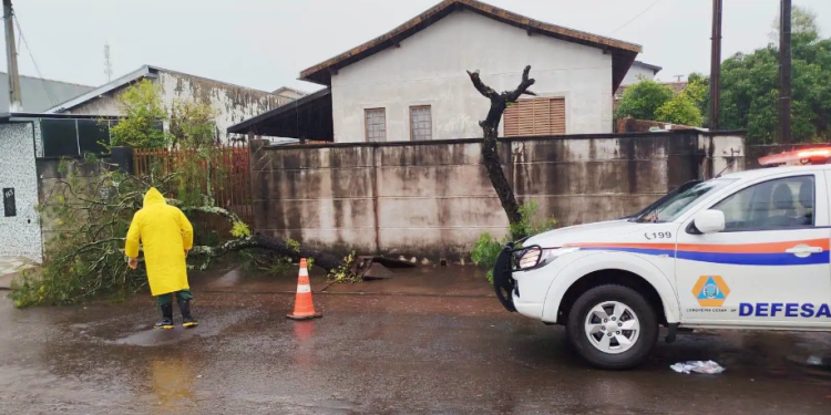 TEMPESTADE DERRUBA ÁRVORES E MOBILIZA DEFESA CIVIL EM CERQUEIRA CÉSAR