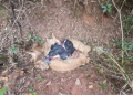 POLÍCIA CIVIL VAI INVESTIGAR ANIMAIS ENCONTRADOS DECAPITADOS E COM PATAS CORTADAS EM AVARÉ