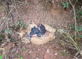 POLÍCIA CIVIL VAI INVESTIGAR ANIMAIS ENCONTRADOS DECAPITADOS E COM PATAS CORTADAS EM AVARÉ