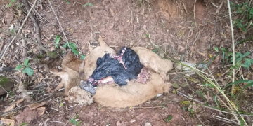 POLÍCIA CIVIL VAI INVESTIGAR ANIMAIS ENCONTRADOS DECAPITADOS E COM PATAS CORTADAS EM AVARÉ