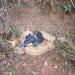 POLÍCIA CIVIL VAI INVESTIGAR ANIMAIS ENCONTRADOS DECAPITADOS E COM PATAS CORTADAS EM AVARÉ