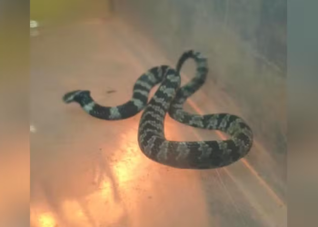 SERPENTE PAPA-LESMA É ENCONTRADA DENTRO DE CASA E RESGATADA PELA DEFESA CIVIL EM TAQUARITUBA