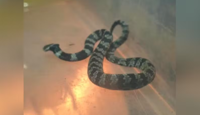 SERPENTE PAPA-LESMA É ENCONTRADA DENTRO DE CASA E RESGATADA PELA DEFESA CIVIL EM TAQUARITUBA