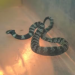 SERPENTE PAPA-LESMA É ENCONTRADA DENTRO DE CASA E RESGATADA PELA DEFESA CIVIL EM TAQUARITUBA